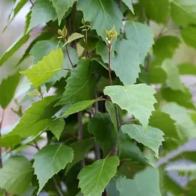 Береза ФАСТИГИАТА повислая   Береза ФАСТИГИАТА повислая  в Брянске