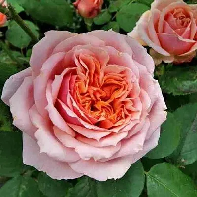 Саженцы роз ПОЛЬ БОКЮЗ шраб  Саженцы роз ПОЛЬ БОКЮЗ шраб в Брянске