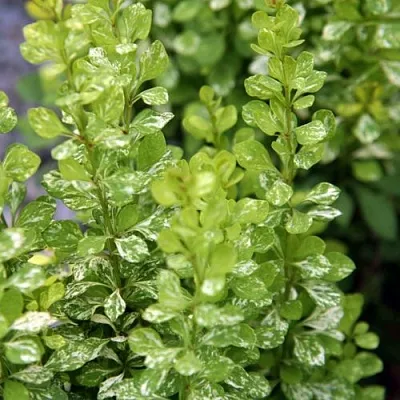 Барбарис ПАУ ВАУ тунберга  Барбарис ПАУ ВАУ тунберга в Брянске