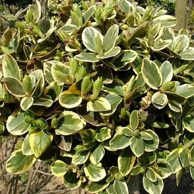 Бересклет КАНАДЕЙЛ ГОЛД   Бересклет КАНАДЕЙЛ ГОЛД  в Брянске