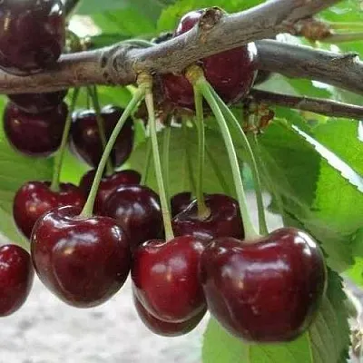 Черешня САММИТ  Черешня САММИТ в Брянске