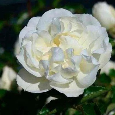 Саженцы роз ВАЙТ МЕЙДИЛАНД почвопокровная  Саженцы роз ВАЙТ МЕЙДИЛАНД почвопокровная в Брянске