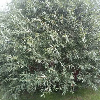 Ива СЕРЕБРИСТАЯ  Ива СЕРЕБРИСТАЯ в Брянске