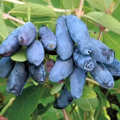 Жимолость съедобная ПАВЛОВСКАЯ  Жимолость съедобная ПАВЛОВСКАЯ в Брянске