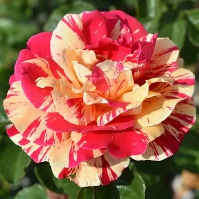 Саженцы роз ВАНИЛЛА ФРАЙЗ плетистая  Саженцы роз ВАНИЛЛА ФРАЙЗ плетистая в Брянске