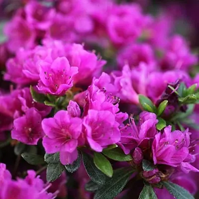 Азалия ХИРОКА японская  Азалия ХИРОКА японская в Брянске