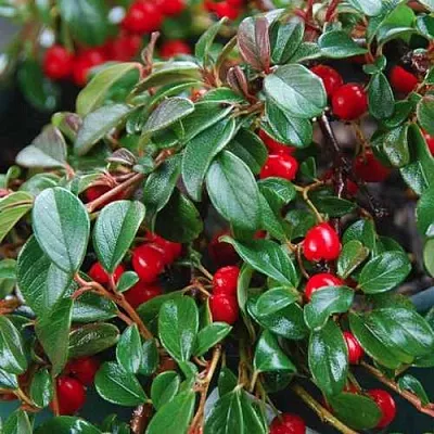 Кизильник Даммера в Брянске