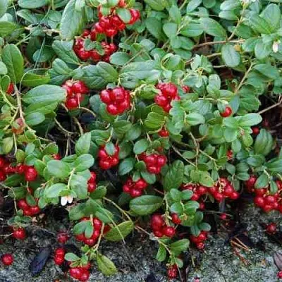 Брусника ЭРТЕЗЕГЕН  Брусника ЭРТЕЗЕГЕН в Брянске