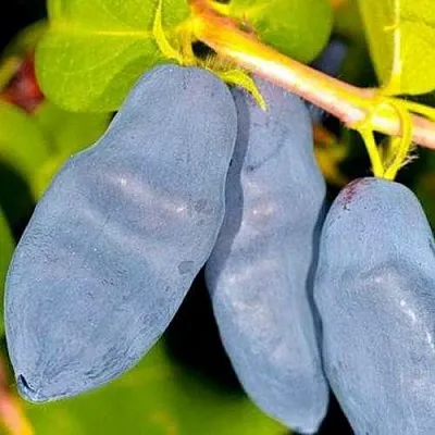 Жимолость съедобная ДЛИННОПЛОДНАЯ в Брянске