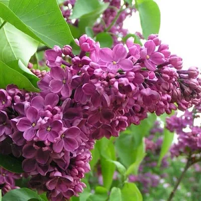 Сирень ДЕНЬ ПОБЕДЫ  Сирень ДЕНЬ ПОБЕДЫ в Брянске