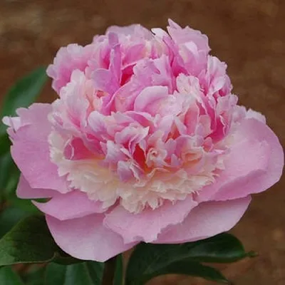 Пион ЭНДЖЕЛ ЧИКС травянистый  Пион ЭНДЖЕЛ ЧИКС травянистый в Брянске