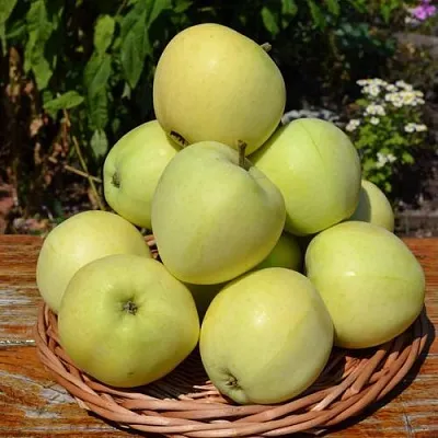 Яблоня ПАПИРОВКА  Яблоня ПАПИРОВКА в Брянске