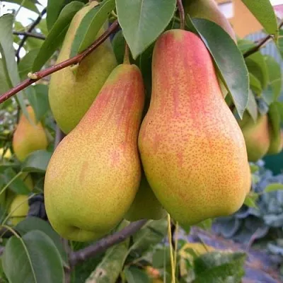 Груша ЧУДЕСНИЦА  Груша ЧУДЕСНИЦА в Брянске