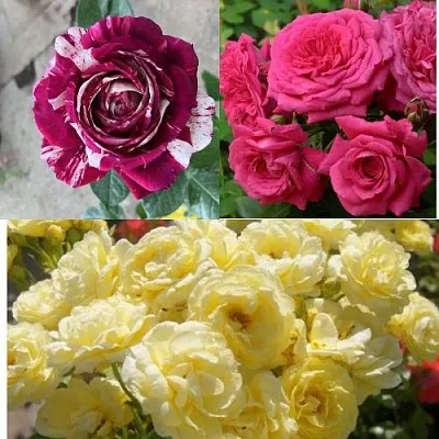 Комплект РОЗОВЫЙ АКЦЕНТ в Брянске