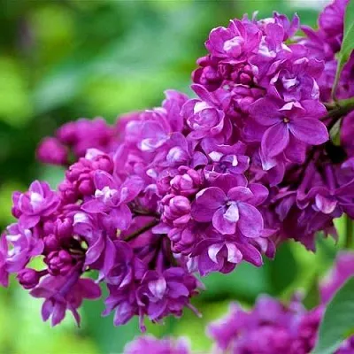 Сирень ОГНИ ДОНБАССА  Сирень ОГНИ ДОНБАССА в Брянске