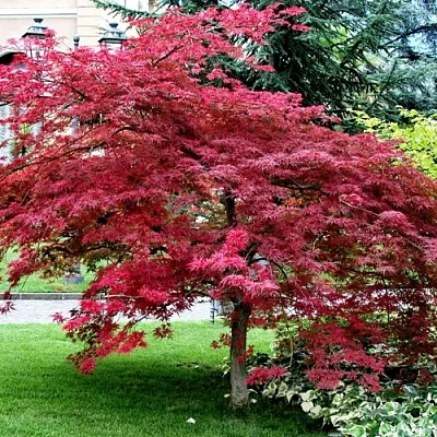 Клен пальмолистный  Клен пальмолистный в Брянске