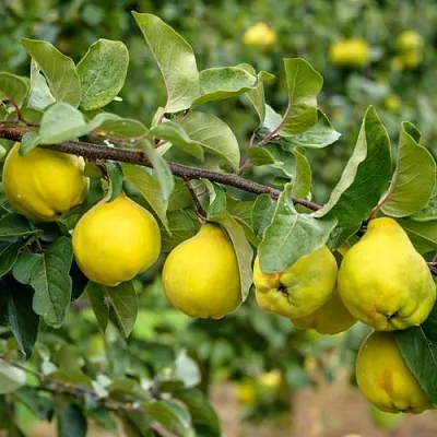 Айва ТРИУМФ в Брянске