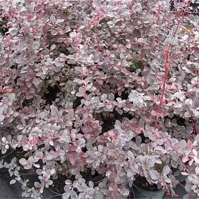 Барбарис СИЛЬВЕР МИЛЕС оттавский   Барбарис СИЛЬВЕР МИЛЕС оттавский  в Брянске