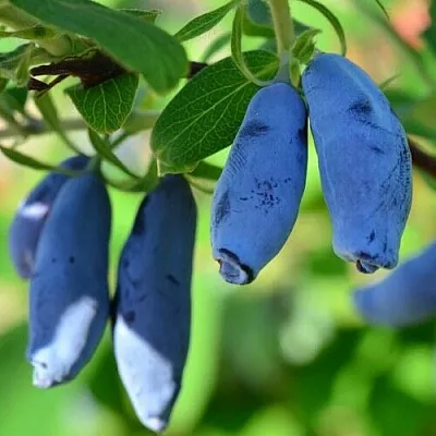 Жимолость съедобная ТРУЖЕНИЦА  Жимолость съедобная ТРУЖЕНИЦА в Брянске