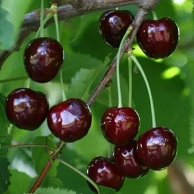 Черешня НАРОДНАЯ  Черешня НАРОДНАЯ в Брянске