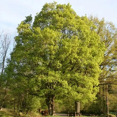Клен полевой  Клен полевой в Брянске