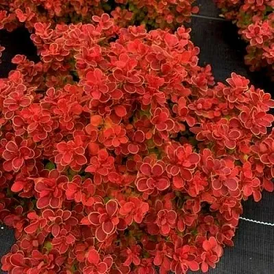 Барбарис РЕД ХОТ ЧИЛИ тунберга  Барбарис РЕД ХОТ ЧИЛИ тунберга в Брянске