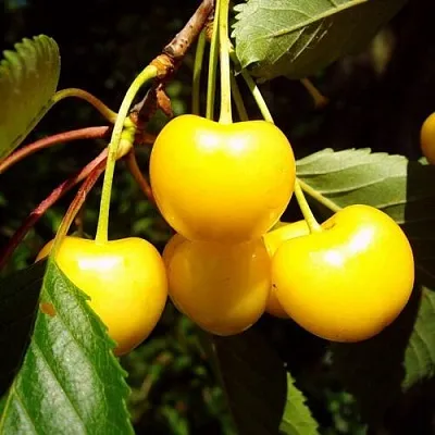 Черешня ЖУРБА  Черешня ЖУРБА в Брянске