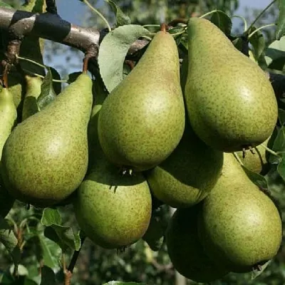 Саженцы груши Конференция Саженцы груши Конференция