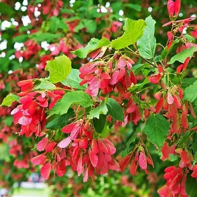 Клен татарский  Клен татарский в Брянске