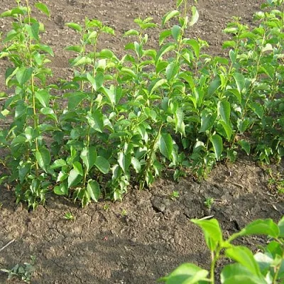 Подвой вишни АНТИПКА  Подвой вишни АНТИПКА в Брянске