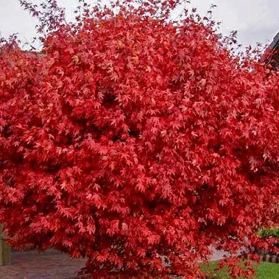 Клен гиннала   Клен гиннала  в Брянске