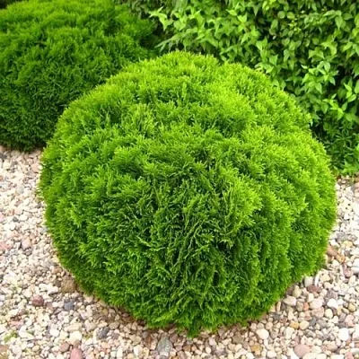 Туя ДАНИКА западная  Туя ДАНИКА западная в Брянске