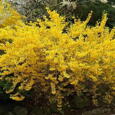 Форзиция ГОЛДЗАУБЕР средняя  Форзиция ГОЛДЗАУБЕР средняя в Брянске