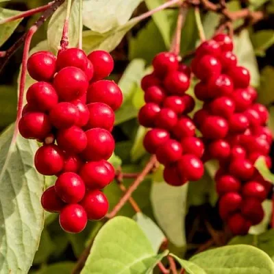 Лимонник КОСТИК китайский  Лимонник КОСТИК китайский в Брянске