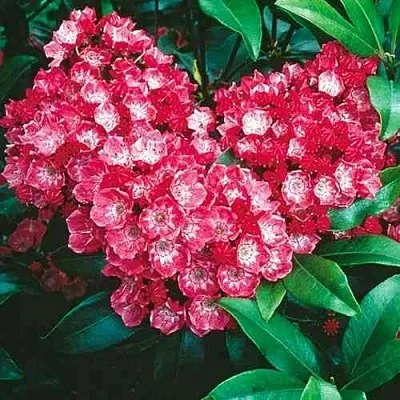 Кальмия КАРДИНАЛ  Кальмия КАРДИНАЛ в Брянске