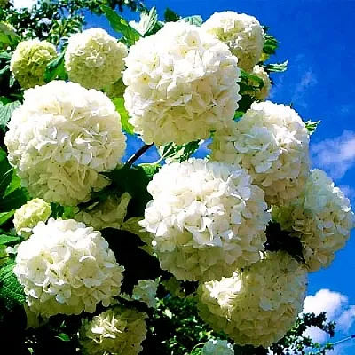 Калина БУЛЬДЕНЕЖ  Калина БУЛЬДЕНЕЖ в Брянске