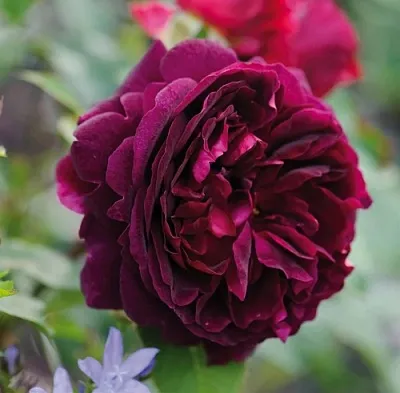 Саженцы роз МАНСТЕД ВУД английская  Саженцы роз МАНСТЕД ВУД английская в Брянске