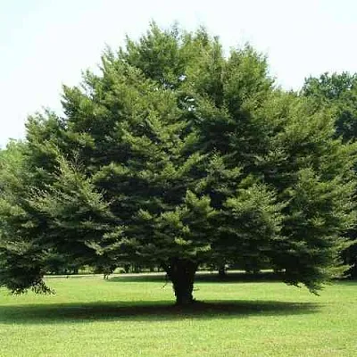 Бук обыкновенный  Бук обыкновенный в Брянске