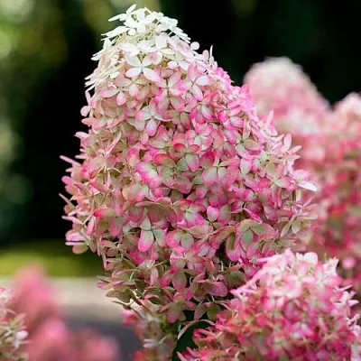 Гортензия РОЯЛ ФЛОВЕР метельчатая  Гортензия РОЯЛ ФЛОВЕР метельчатая в Брянске