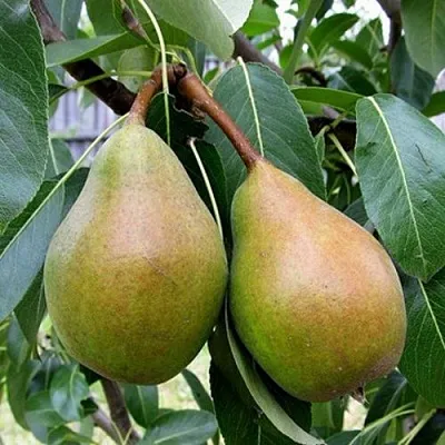 Груша ЯБЛУНИВСКАЯ  Груша ЯБЛУНИВСКАЯ в Брянске