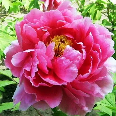 Пион ВОСХОД СОЛНЦА древовидный  Пион ВОСХОД СОЛНЦА древовидный в Брянске