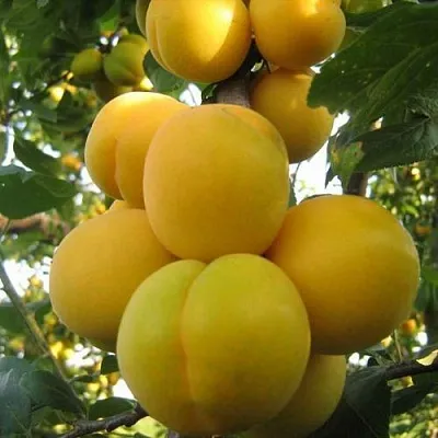 Слива ЛОДВА  Слива ЛОДВА в Брянске