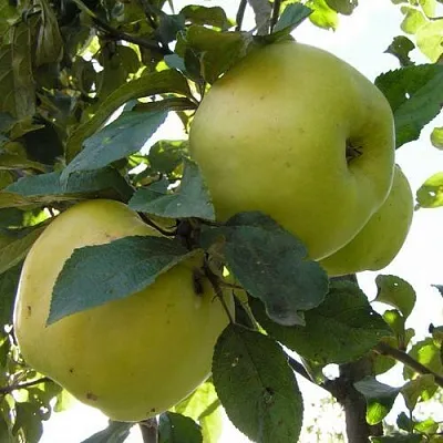 Яблоня Антоновка Обыкновенная в Брянске