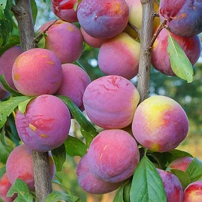 Слива КОЛОННОВИДНАЯ  Слива КОЛОННОВИДНАЯ в Брянске