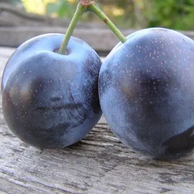 Слива БЛЮФРИ  Слива БЛЮФРИ в Брянске