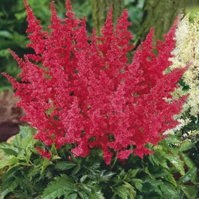 Астильба МОНТГОМЕРИ японская в Брянске