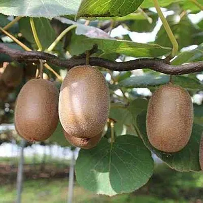 Актинидия ЗАКАРПАТЬЕ деликатесная  Актинидия ЗАКАРПАТЬЕ деликатесная в Брянске