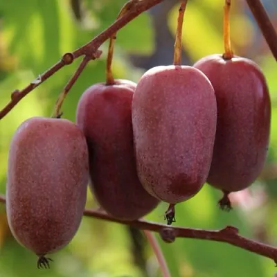 Актинидия ПУРПУРНО САДОВАЯ  аргута  Актинидия ПУРПУРНО САДОВАЯ  аргута в Брянске