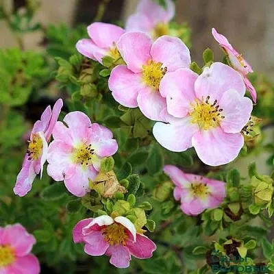 Лапчатка НЬЮ ДАУН кустарниковая  Лапчатка НЬЮ ДАУН кустарниковая в Брянске