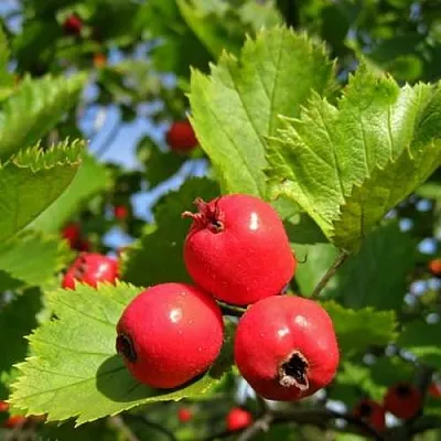 Боярышник МЯГКОВАТЫЙ  Боярышник МЯГКОВАТЫЙ в Брянске